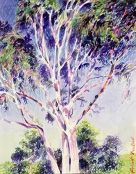 Gum Tree, Australia (wc)